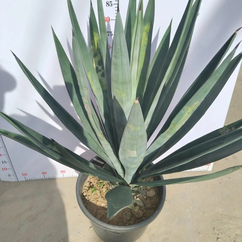 Agave Sisalana Outdoor Ornamental Agave Live Plant Ready for Ship