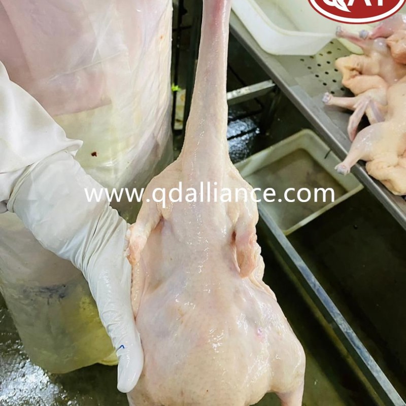 Frozen Halal Whole Chicken Griller with Best Quality Wholesale