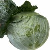Fresh Chinese Green/White/Beijing/Red Cabbage