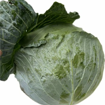 Fresh Chinese Green/White/Beijing/Red Cabbage