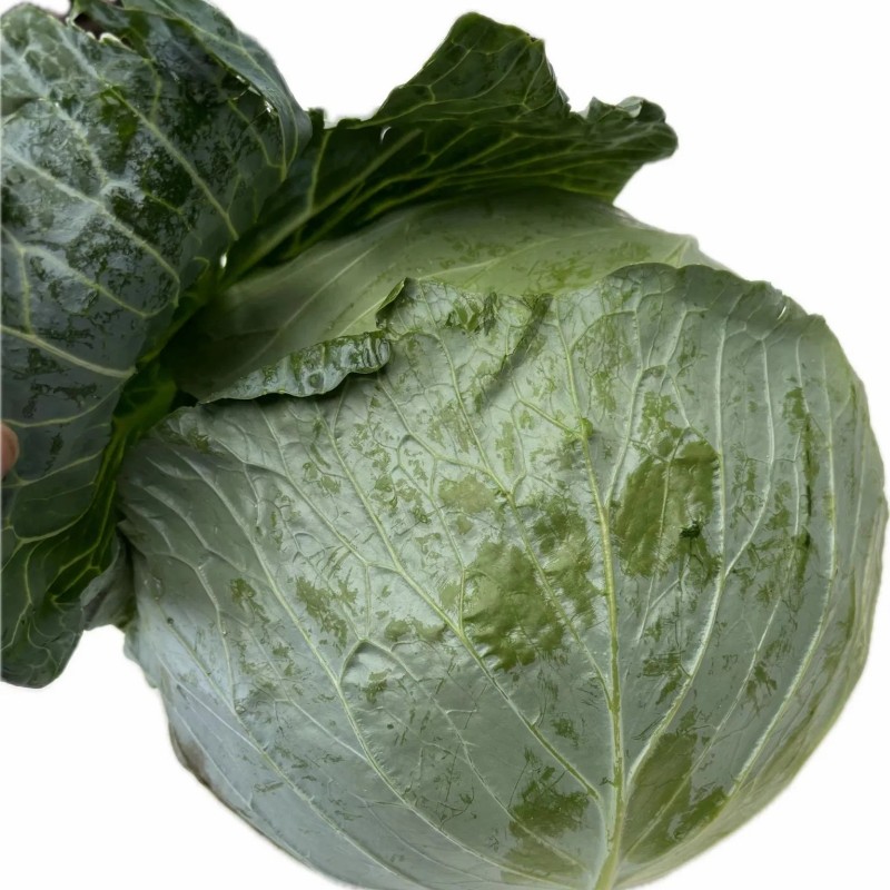 Fresh Chinese Green/White/Beijing/Red Cabbage