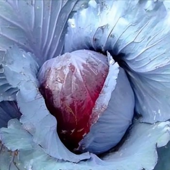 Fresh Chinese Green/White/Beijing/Red Cabbage