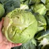 Fresh Chinese Green/White/Beijing/Red Cabbage