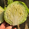 Fresh Chinese Green/White/Beijing/Red Cabbage