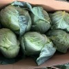 Fresh Chinese Green/White/Beijing/Red Cabbage