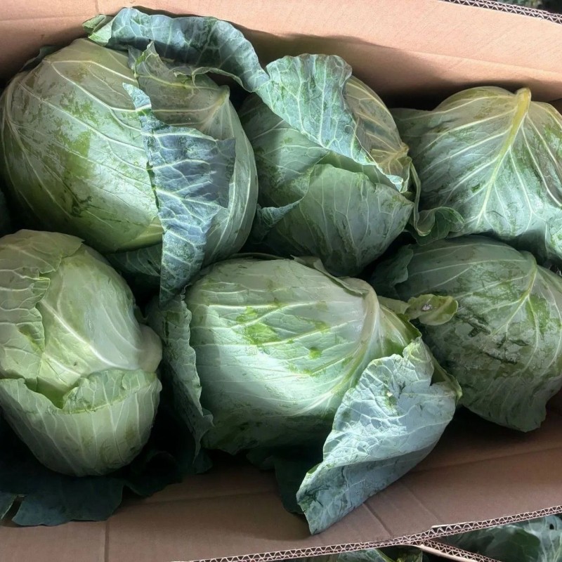 Fresh Chinese Green/White/Beijing/Red Cabbage