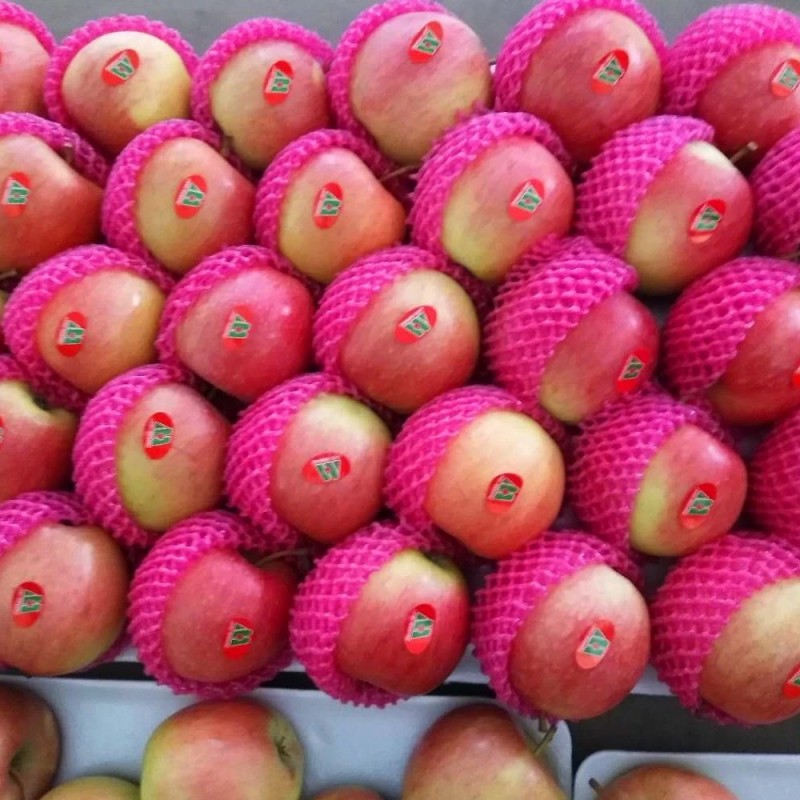 Fresh Premium Quality New Crop Red Gala Apple