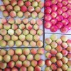 Fresh Premium Quality New Crop Red Gala Apple