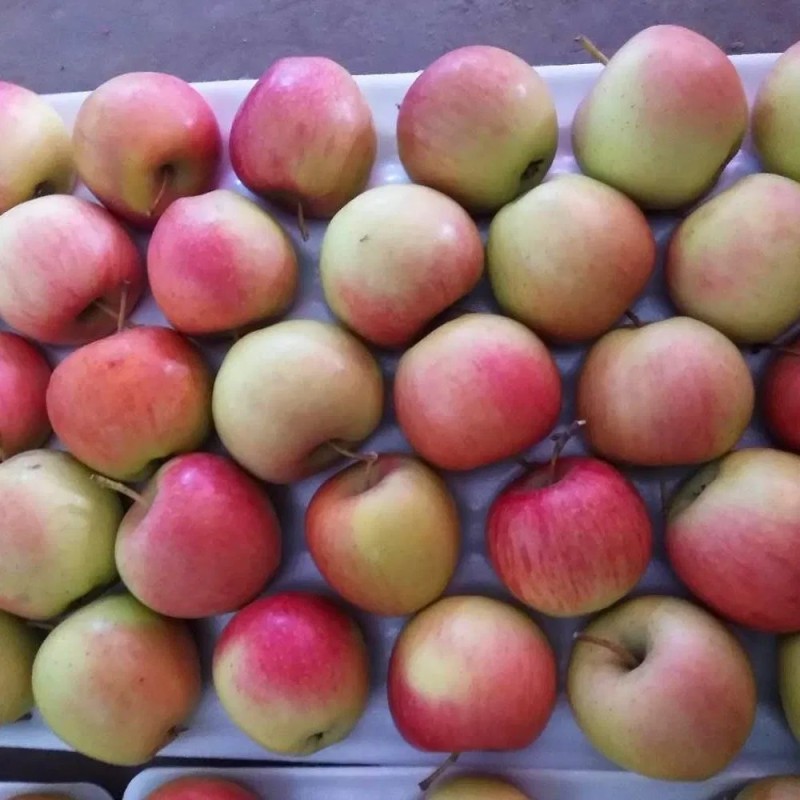 Fresh Premium Quality New Crop Red Gala Apple