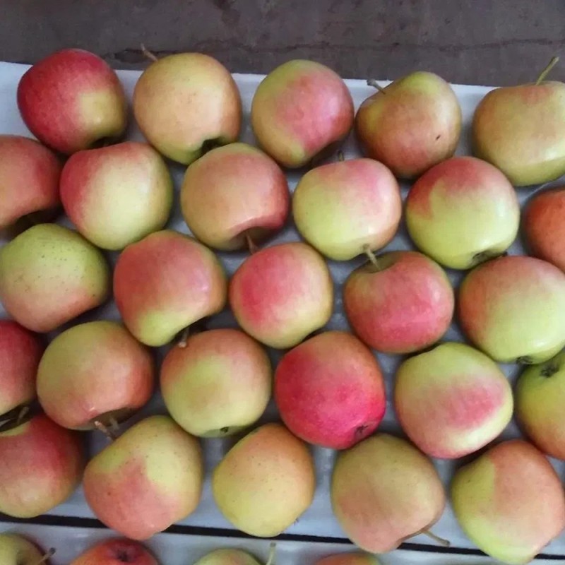 Fresh Premium Quality New Crop Red Gala Apple