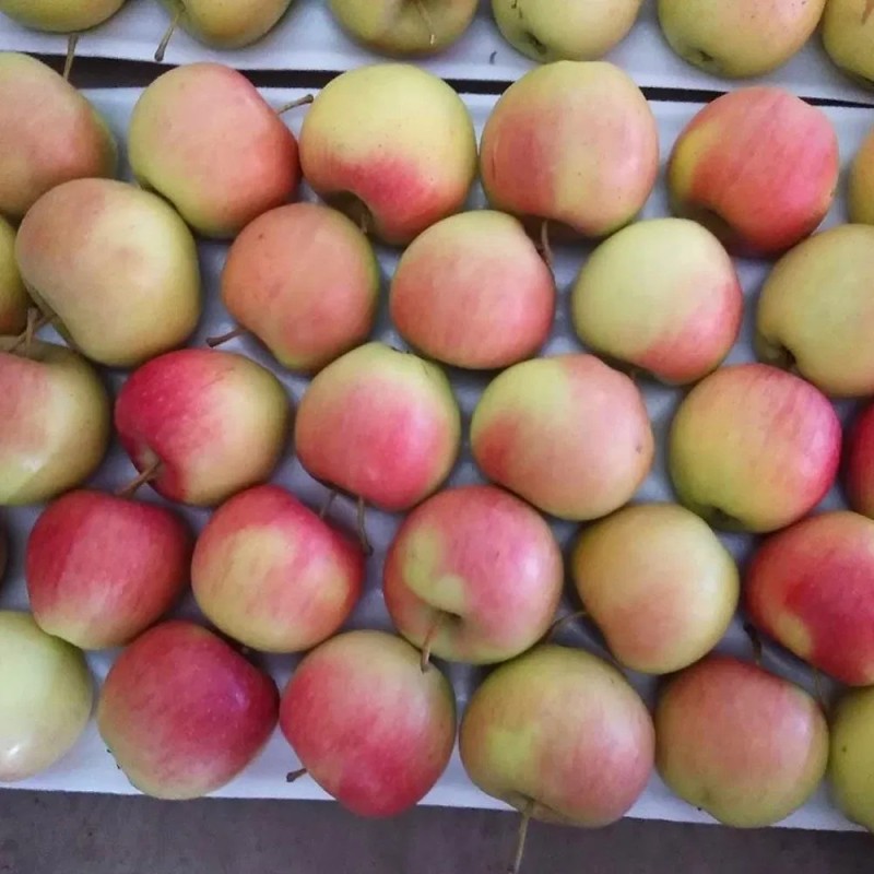 Fresh Premium Quality New Crop Red Gala Apple