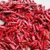 New Crop Chaotian Chili From China