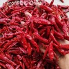 New Crop Chaotian Chili From China
