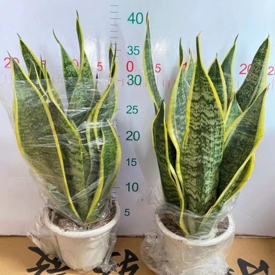 Hot Selling High Quality Sansevieria Dracaena Trifasciata Snake Plants for Sale