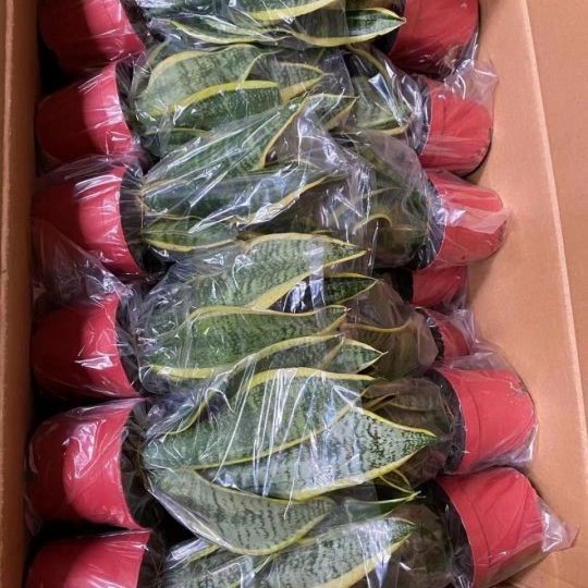 Hot Selling High Quality Sansevieria Dracaena Trifasciata Snake Plants for Sale