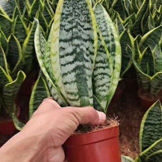 Hot Selling High Quality Sansevieria Dracaena Trifasciata Snake Plants for Sale