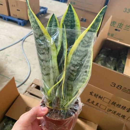 Hot Selling High Quality Sansevieria Dracaena Trifasciata Snake Plants for Sale