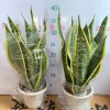 Hot Selling High Quality Sansevieria Dracaena Trifasciata Snake Plants for Sale