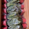 Hot Selling High Quality Sansevieria Dracaena Trifasciata Snake Plants for Sale