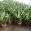 Hot Selling High Quality Sansevieria Dracaena Trifasciata Snake Plants for Sale