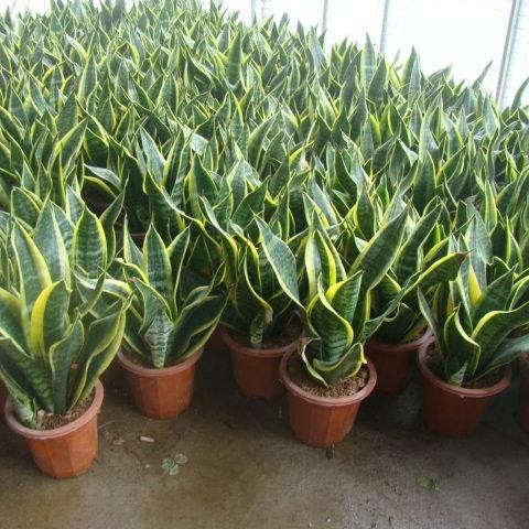Hot Selling High Quality Sansevieria Dracaena Trifasciata Snake Plants for Sale