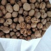 High Quality 185 Walnut Inshell Stocks Sale at The Factory Price