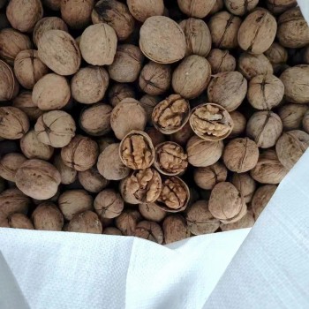 High Quality 185 Walnut Inshell Stocks Sale at The Factory Price