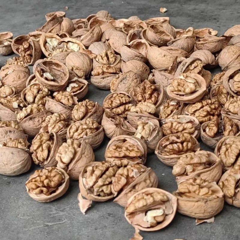 High Quality 185 Walnut Inshell Stocks Sale at The Factory Price