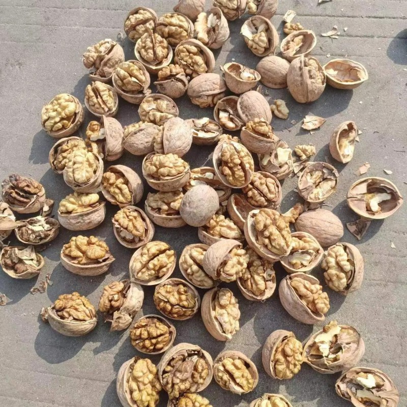 High Quality 185 Walnut Inshell Stocks Sale at The Factory Price