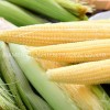 Fresh Canned Baby Corn Spear in Brine