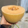 Hybrid F1 Yellow Peel Sweet Melon Seeds for Growing-Golden Net No. 9