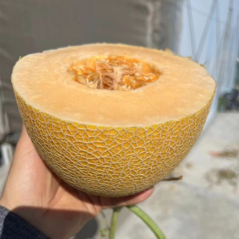 Hybrid F1 Yellow Peel Sweet Melon Seeds for Growing-Golden Net No. 9