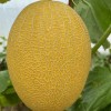 Hybrid F1 Yellow Peel Sweet Melon Seeds for Growing-Golden Net No. 9