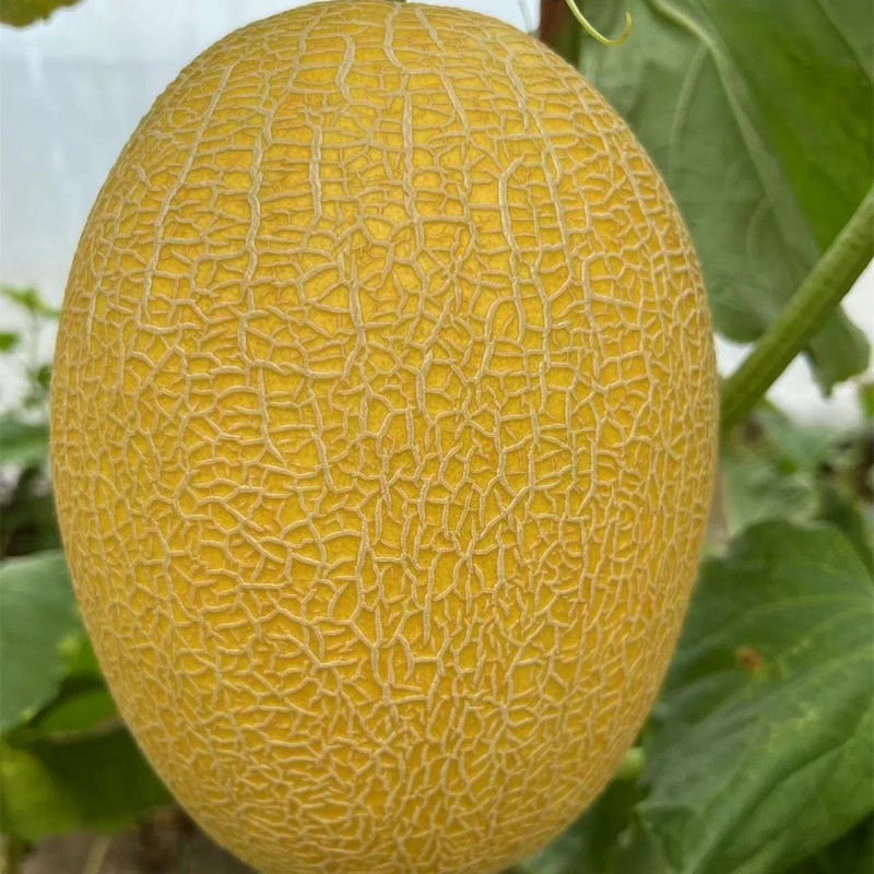 Hybrid F1 Yellow Peel Sweet Melon Seeds for Growing-Golden Net No. 9