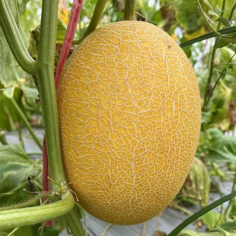 Hybrid F1 Yellow Peel Sweet Melon Seeds for Growing-Golden Net No. 9