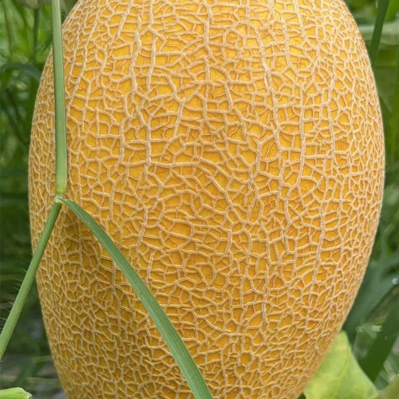 Hybrid F1 Yellow Peel Sweet Melon Seeds for Growing-Golden Net No. 9