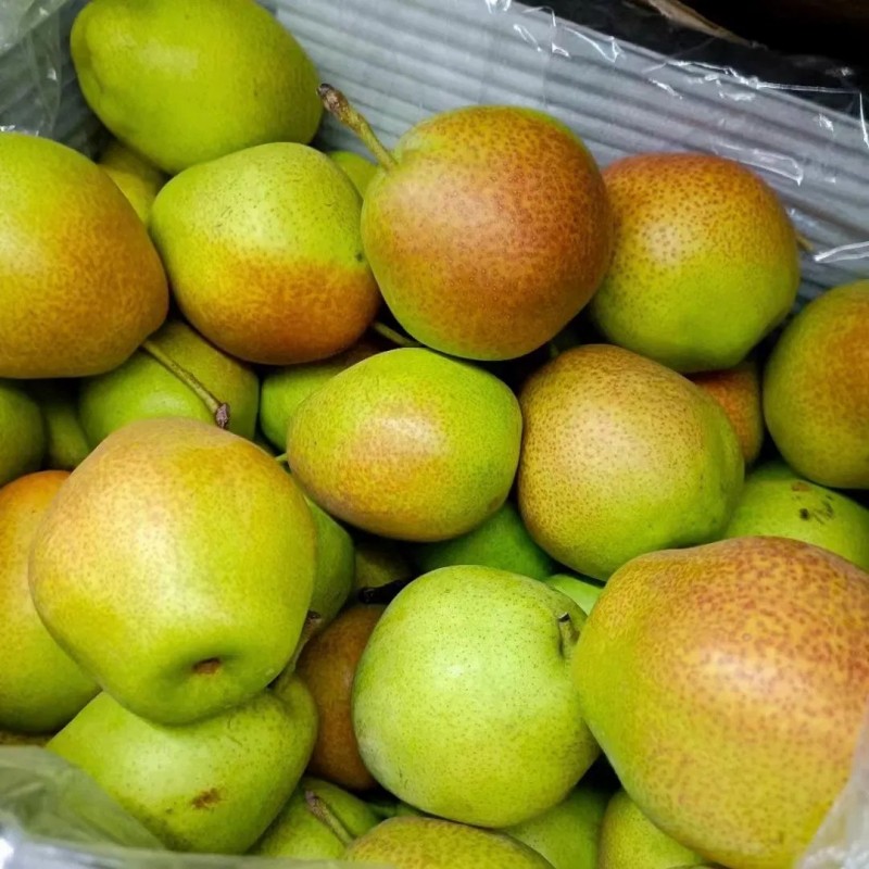 2024 Western Pear Big Head Pear Fresh Pear Comis Red Pear in China