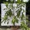 Different Types and Sizes Pouteria Caimito Sweet Abiu Fruit Tree Outdoor Plant Wholesale