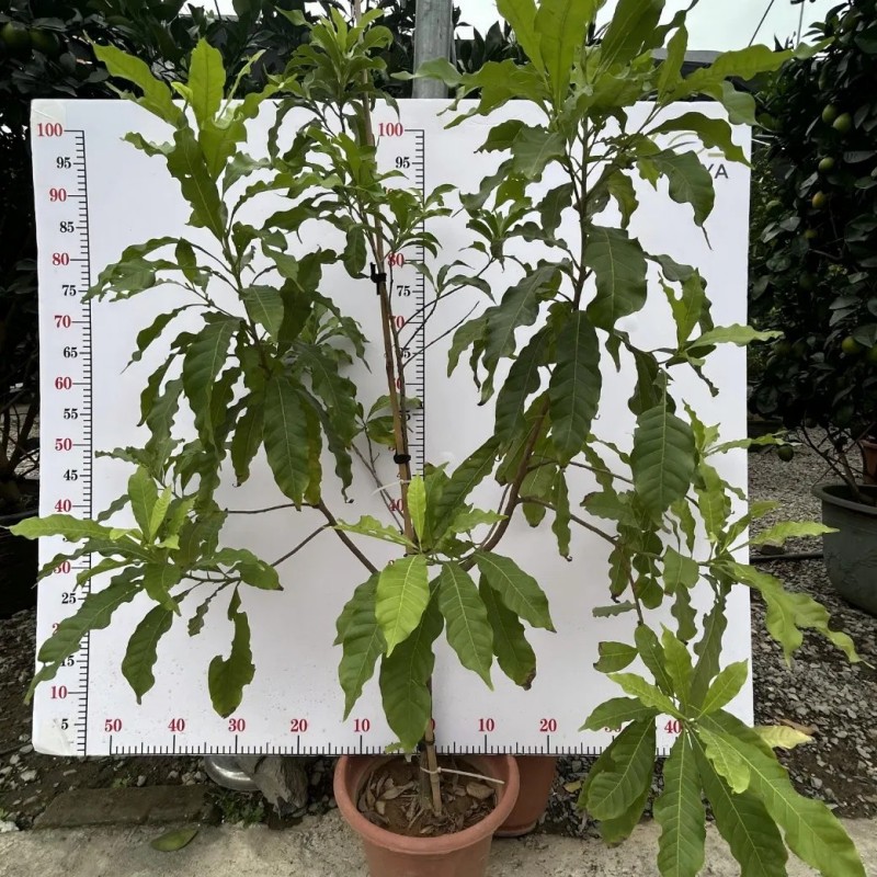Different Types and Sizes Pouteria Caimito Sweet Abiu Fruit Tree Outdoor Plant Wholesale