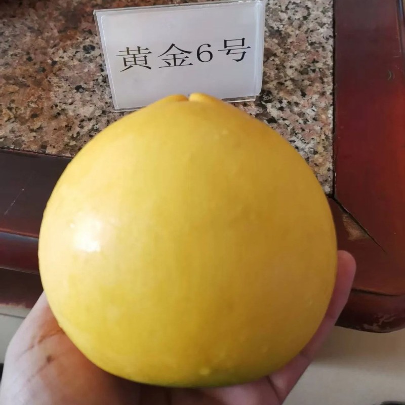 Different Types and Sizes Pouteria Caimito Sweet Abiu Fruit Tree Outdoor Plant Wholesale