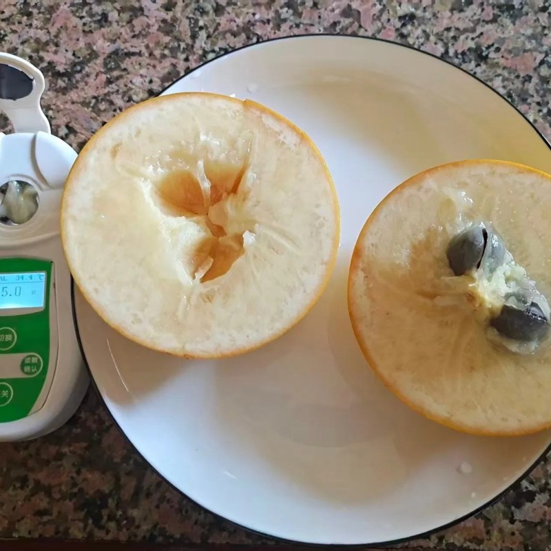 Different Types and Sizes Pouteria Caimito Sweet Abiu Fruit Tree Outdoor Plant Wholesale