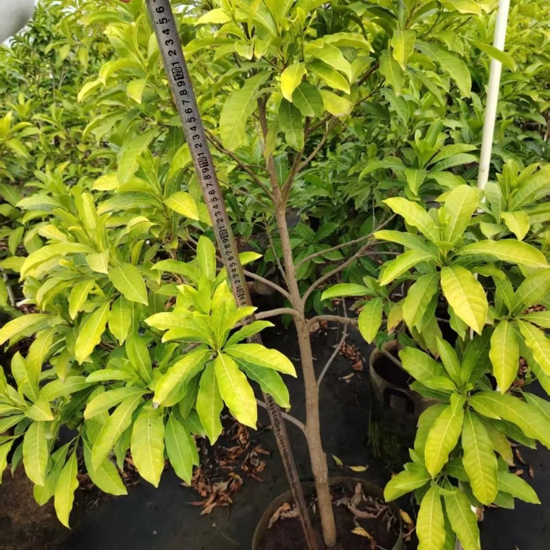 Different Types and Sizes Pouteria Caimito Sweet Abiu Fruit Tree Outdoor Plant Wholesale