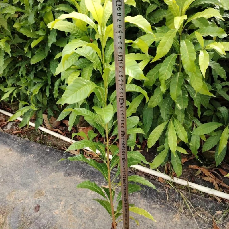 Different Types and Sizes Pouteria Caimito Sweet Abiu Fruit Tree Outdoor Plant Wholesale