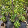 Different Types and Sizes Pouteria Caimito Sweet Abiu Fruit Tree Outdoor Plant Wholesale