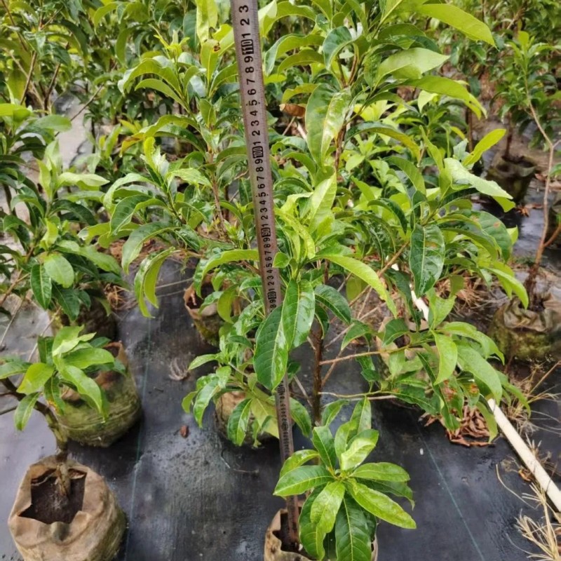 Different Types and Sizes Pouteria Caimito Sweet Abiu Fruit Tree Outdoor Plant Wholesale