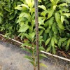 Different Types and Sizes Pouteria Caimito Sweet Abiu Fruit Tree Outdoor Plant Wholesale