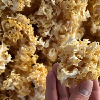 Premium Sparassis Crispa Dried Mushrooms for Gourmet Gift Baskets