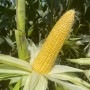 MID Maturity, High Quality, High Yield, High Ear Formation Rate Sweet Corn Seeds
