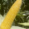 MID Maturity, High Quality, High Yield, High Ear Formation Rate Sweet Corn Seeds