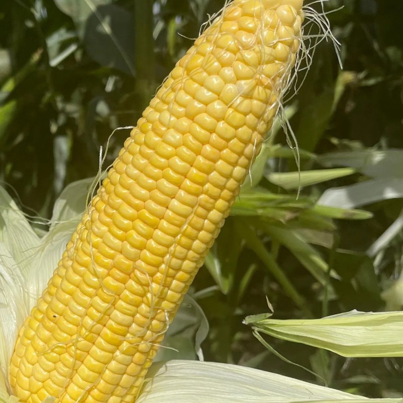 MID Maturity, High Quality, High Yield, High Ear Formation Rate Sweet Corn Seeds